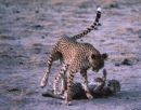 Cheetah Playing with Cub